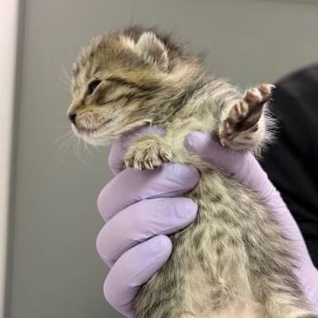 Domestic Short Hair Cats Available for Adoption in Charleston, West Virginia - Knees | PetCurious