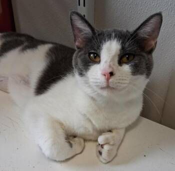 Melody -  Domestic Short Hair Cat for Adoption in Fremont, Ohio - Melody | PetCurious