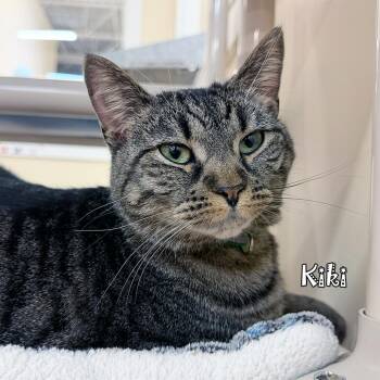 Domestic Short Hair Cats Available for Adoption in Carmel, Indiana - Kiki @ Petco | PetCurious