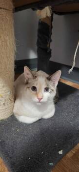 Rescue Domestic Medium Hair Cats for Adoption in Westland, Michigan - Darla | PetCurious