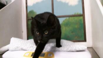 A2091591 -  Domestic Short Hair Cat for Adoption in Houston, Texas - A2091591 | PetCurious
