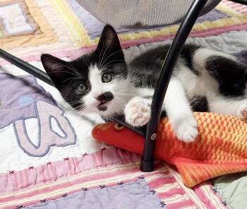 Tuxedo Cats Available for Adoption in Alameda, California - Eva | PetCurious
