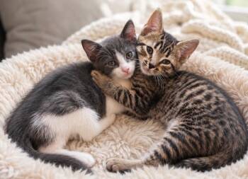 Kevin -  Domestic Short Hair Cat for Adoption in North Babylon, New York - Kevin | PetCurious