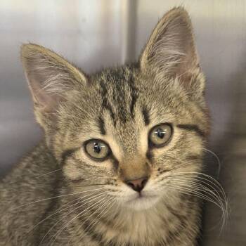 Domestic Short Hair Cats Available for Adoption in Ottawa, Kansas - Peaches | PetCurious