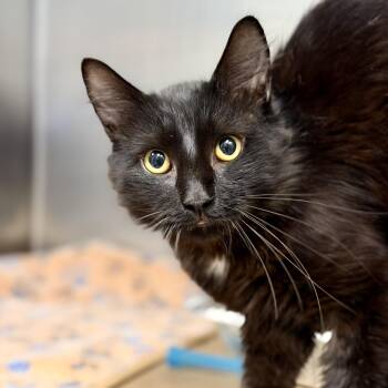Tux -  Domestic Long Hair Cat for Adoption in Stafford Township, New Jersey - Tux | PetCurious