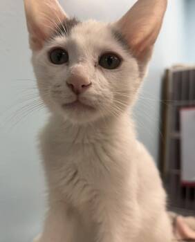Moon -  Domestic Short Hair and Turkish Van Cat for Adoption in Washburn, Wisconsin - Moon | PetCurious