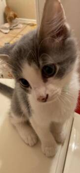 Taco -  Domestic Short Hair Cat for Adoption in Scottsdale, Arizona - Taco | PetCurious