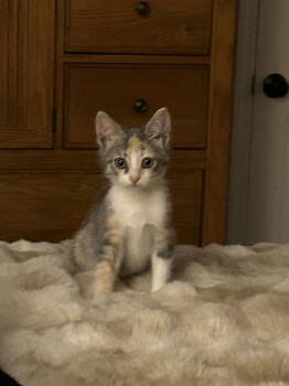 Rescue Domestic Short Hair and Dilute Calico Cats for Adoption in Walled Lake, Michigan - Sprinkle | PetCurious