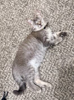 Zosime -  Domestic Medium Hair Cat for Adoption - Zosime | PetCurious