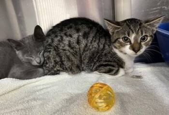 Rescue Domestic Short Hair Cats for Adoption in Annapolis, Maryland - Chica | PetCurious