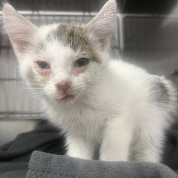 Yuki -  Domestic Short Hair Cat Available for Adoption in Idaho Falls, Idaho - Yuki | PetCurious