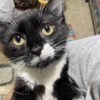 Fraya -  Domestic Medium Hair Cat for Adoption in Newport, North Carolina - Fraya | PetCurious