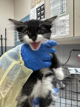 SCUTTLE -  Domestic Short Hair Cat for Adoption in Las Vegas, Nevada - SCUTTLE | PetCurious