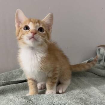 Custard -  Domestic Short Hair Cat for Adoption in Cumming, Georgia - Custard | PetCurious
