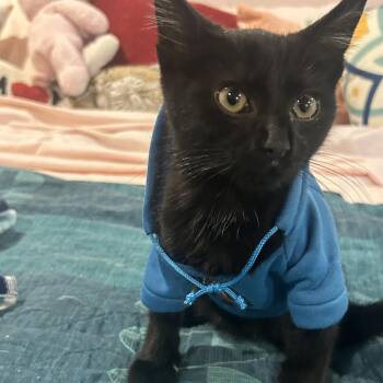 Storage Unit -  Domestic Short Hair Cat for Adoption in Fredericksburg, Virginia - Storage Unit | PetCurious