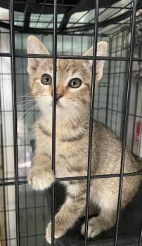 5 - Ainsley -  Domestic Short Hair Cat for Adoption in Fort Worth, Texas - 5 - Ainsley | PetCurious