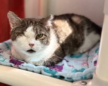 Rescue Domestic Short Hair Cats for Adoption in Cumberland, Maine - Vito | PetCurious