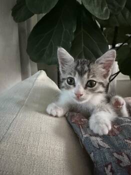 Summer -  Tabby and Domestic Short Hair Cat for Adoption in Phoenix, Arizona - Summer | PetCurious