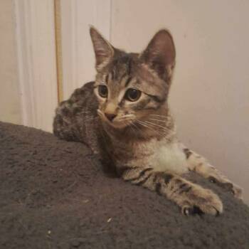 Rescue Domestic Short Hair Cats for Adoption in Las Vegas, Nevada - Zenistu Summer Cat F NV | PetCurious