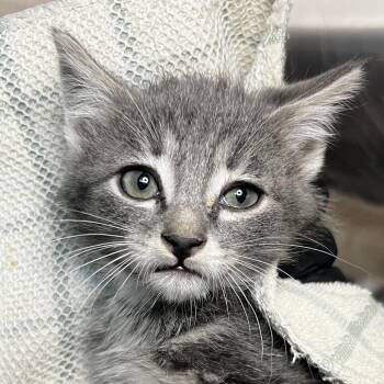 Rob -  Domestic Short Hair Cat for Adoption in Palm Springs, California - Rob | PetCurious