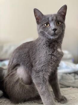Domestic Short Hair Cats Available for Adoption - Misty | PetCurious