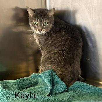 Domestic Short Hair Cats Available for Adoption - Kayla | PetCurious