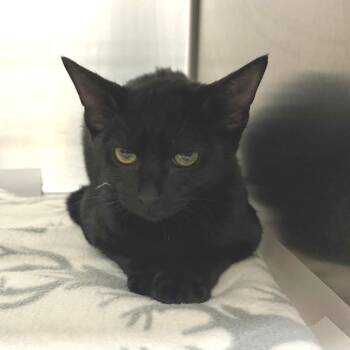Eclair -  Domestic Short Hair Cat for Adoption in East Hampton, New York - Eclair | PetCurious