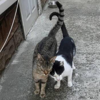 Tuxedo Cats Available for Adoption in New York, New York - Missy And Minnie (Mother And Daughter) | PetCurious