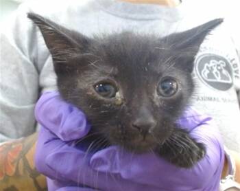Domestic Short Hair Cats Available for Adoption in Doral, Florida - BERRY | PetCurious