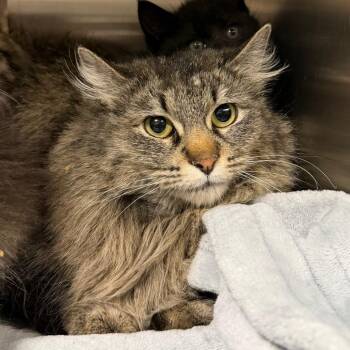 Princess Mei Li -  Domestic Long Hair Cat for Adoption in Cody, Wyoming - Princess Mei Li | PetCurious