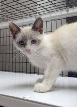 Mande -  Domestic Short Hair Cat for Adoption in Oconto, Wisconsin - Mande | PetCurious