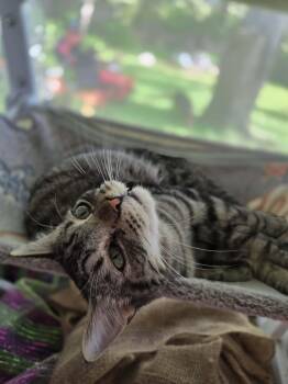 SPENCER -  Domestic Short Hair and Tabby Cat for Adoption in Crystal River, Florida - SPENCER | PetCurious