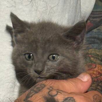 Electra -  Domestic Short Hair Cat for Adoption in West Palm Beach, Florida - Electra | PetCurious