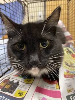 Domestic Medium Hair Cats Available for Adoption in Modesto, California - A608792 | PetCurious