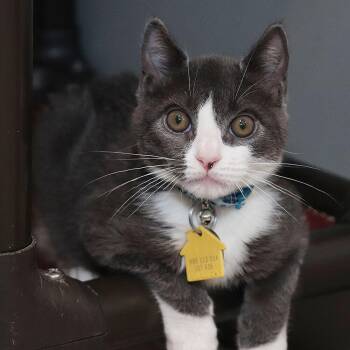 Pim -  Domestic Short Hair Cat for Adoption in Port Washington, New York - Pim | PetCurious