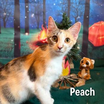 Peach -  Domestic Medium Hair Cat for Adoption in Oak Ridge, Tennessee - Peach | PetCurious