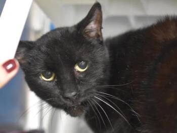 Domestic Short Hair Cats Available for Adoption in Portland, Oregon - Mr. Littles | PetCurious