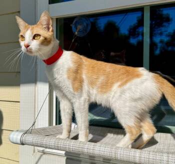 Ava -  Domestic Short Hair Cat for Adoption in Kingsland, Georgia - Ava | PetCurious