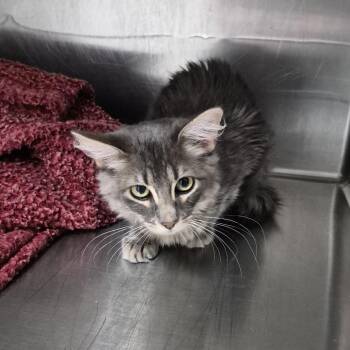 Pancake -  Domestic Medium Hair Cat for Adoption in Ardmore, Oklahoma - Pancake | PetCurious