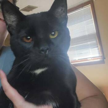 Remus -  Domestic Short Hair Cat for Adoption in Inwood, West Virginia - Remus | PetCurious
