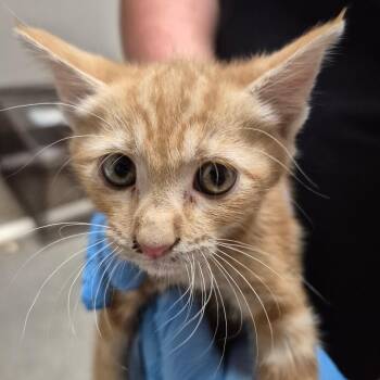 Siam -  Domestic Short Hair Cat for Adoption in Yuma, Arizona - Siam | PetCurious