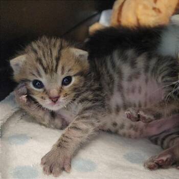 Dr. Robby -  Domestic Short Hair Cat for Adoption in Nashville, Indiana - Dr. Robby | PetCurious