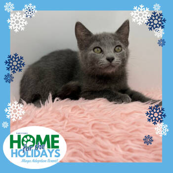 Rescue Domestic Short Hair Cats for Adoption - Steak | PetCurious