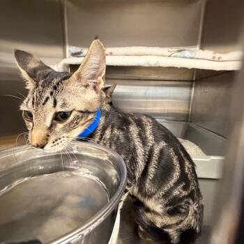 Domestic Short Hair Cats Available for Adoption - Pequin | PetCurious