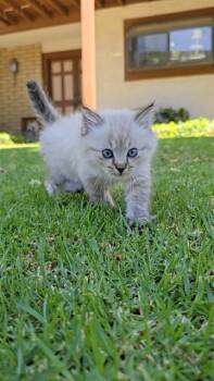 Domestic Short Hair Cats Available for Adoption in Ontario, California - WILLOW - IN FOSTER | PetCurious