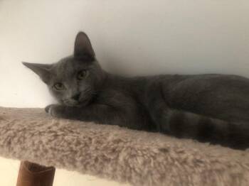 Belle bonded with Jack at Luna Cat Collective -  Domestic Short Hair Cat for Adoption in Ellicott City, Maryland - Belle Bonded With Jack At Luna Cat Collective | PetCurious
