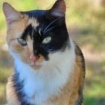 Patches -  Domestic Short Hair Cat for Adoption in Lakewood, Colorado - Patches | PetCurious