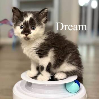 Dream -  Domestic Short Hair Cat for Adoption in San Tan Valley, Arizona - Dream | PetCurious