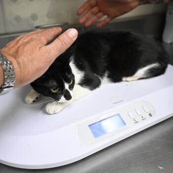Sleepy -  Domestic Short Hair Cat for Adoption in Galveston, Texas - Sleepy | PetCurious