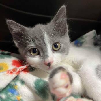 Ruth -  Domestic Short Hair Cat for Adoption in Oakland, California - Ruth | PetCurious
